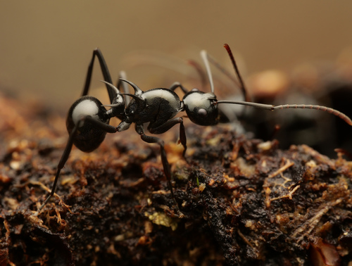 短尖多刺蚁Polyrhachis mucronata