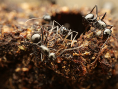 Polyrhachis mucronata
