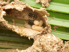 Polyrhachis mucronata