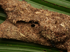 Polyrhachis mucronata