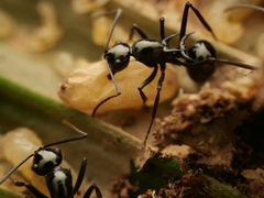 Polyrhachis mucronata