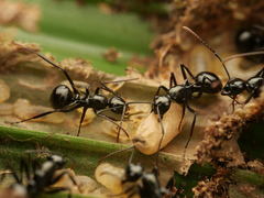 Polyrhachis mucronata