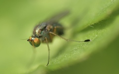 Dolichopus popularis