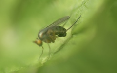 Dolichopus popularis