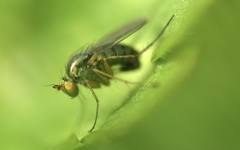 Dolichopus popularis