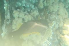 Amanses scopas
