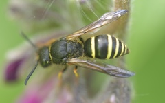 Odynerus
