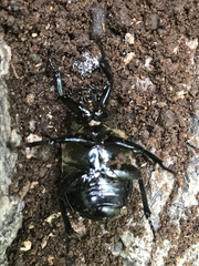 Osmoderma subplanata