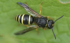 Odynerus