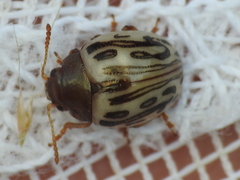 Zygogramma heterothecae