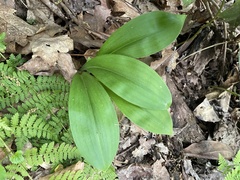 Clintonia umbellulata
