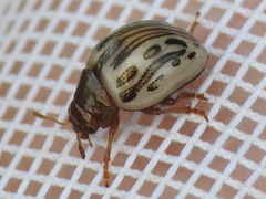 Zygogramma heterothecae