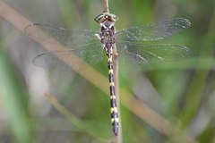 Cordulegaster bilineata