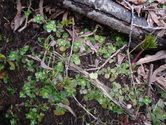 Chrysosplenium kamtschaticum