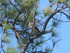 Buteo platypterus cubanensis