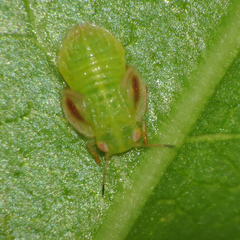Cacopsylla peregrina