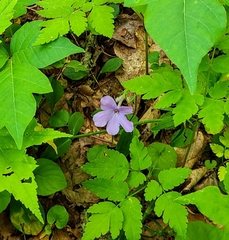 Phlox stolonifera