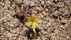 Anisocoma acaulis