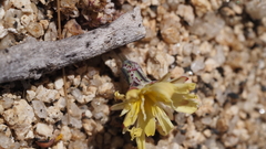 Anisocoma acaulis