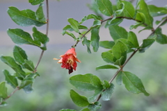 Punica granatum