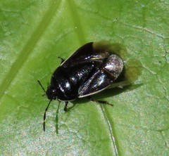 Adomerus maculipes