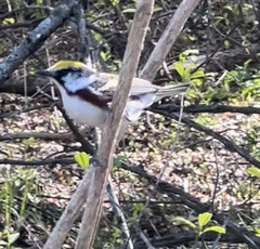 Setophaga pensylvanica