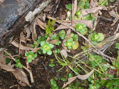 Chrysosplenium kamtschaticum