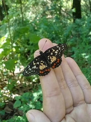 Chlosyne melitaeoides