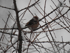 Coccothraustes coccothraustes