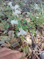 Sairocarpus coulterianus