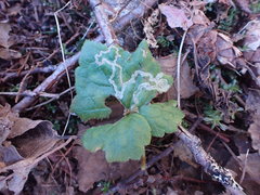 Phytomyza tiarellae