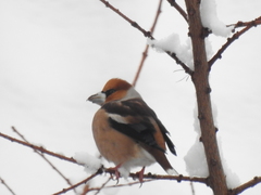 Coccothraustes coccothraustes