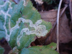 Phytomyza tiarellae