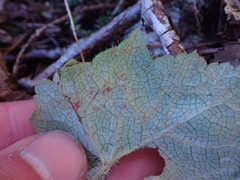Phytomyza tiarellae