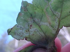 Phytomyza tiarellae