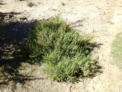 Junellia succulentifolia