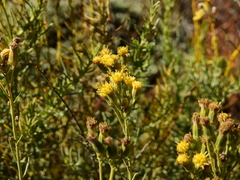 Senecio subulatus