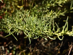 Senecio subulatus