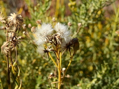 Senecio subulatus