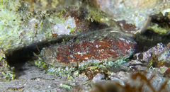 Haliotis tuberculata