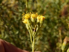 Senecio subulatus