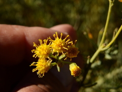 Senecio subulatus
