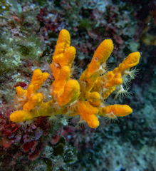 Axinella verrucosa