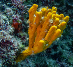 Axinella verrucosa