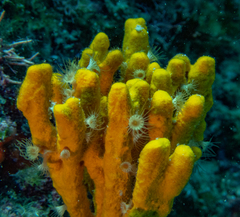 Axinella verrucosa