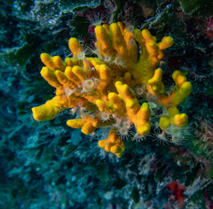 Axinella verrucosa