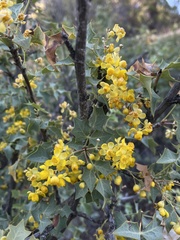 Berberis higginsiae