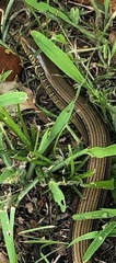 Ophisaurus ventralis image