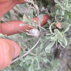 Rhopalomyia pomum
