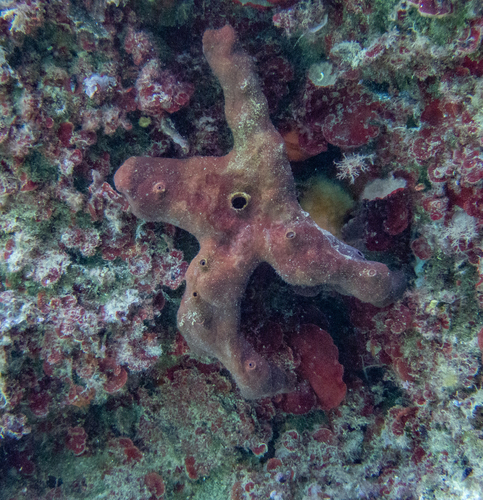 Flat Sponge